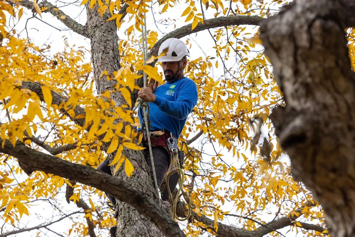 Skilled Tree Pruning crew working in Norwalk